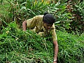 Kochi- Backwaters-0003