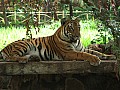 Mysore-0007