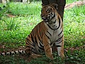 Mysore-0012