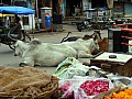 Ahmedabad-0019