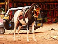 Chittorghar-0028