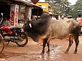 Orissa-0001