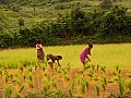 Orissa-0027