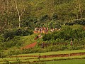 Orissa-0034