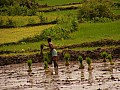 Orissa-0071