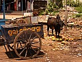 Puri-0020