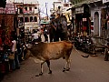 Udaipur-0010