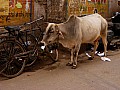 Udaipur-0013