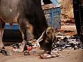 Udaipur-0014
