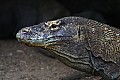 Rinca & Komodo-0023