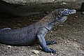 Rinca & Komodo-0024