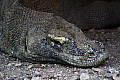 Rinca & Komodo-0025
