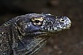 Rinca & Komodo-0026
