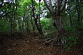 Rinca & Komodo-0027