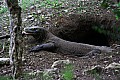 Rinca & Komodo-0030