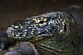 Rinca & Komodo-0031