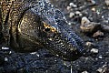 Rinca & Komodo-0054