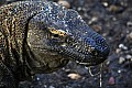 Rinca & Komodo-0055
