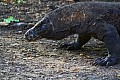 Rinca & Komodo-0056