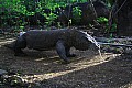 Rinca & Komodo-0057