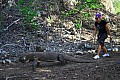 Rinca & Komodo-0060