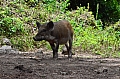 0096 Baliem Valley