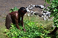 0188 Baliem Valley - Jiwika