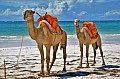 010 Diani