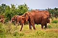 037 Tsavo East NP