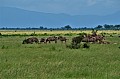 038 Tsavo East NP