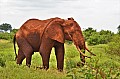 040 Tsavo East NP