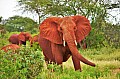 041 Tsavo East NP