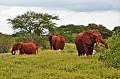 042 Tsavo East NP