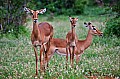044 Tsavo East NP
