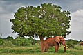 045 Tsavo East NP