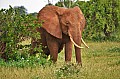 046 Tsavo East NP