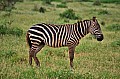047 Tsavo East NP