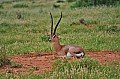 048 Tsavo East NP