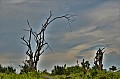 049 Tsavo East NP