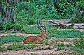 051 Tsavo East NP