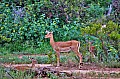 052 Tsavo East NP