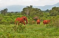 053 Tsavo East NP