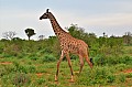 054 Tsavo East NP