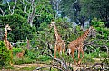 055 Tsavo East NP