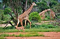 056 Tsavo East NP