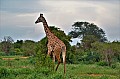 057 Tsavo East NP