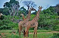 058 Tsavo East NP
