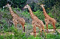 059 Tsavo East NP