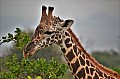 060 Tsavo East NP