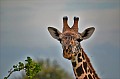061 Tsavo East NP